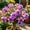 c, variant on Desert Rose-Easy Grow-Low Maintenance-Ideal for Beds Borders,Plant Pots & Planters