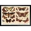 Moths and Butterflies 1888 Vintage Illustration Insect Wall Art of Moths and Butterflies butterfly Illustrations Insect Moth Picture Modern Wood Frame Display 13x9
