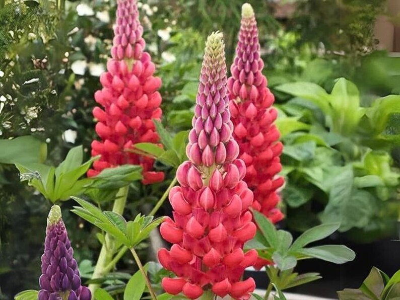 30 Seeds Beefeater Lupine Seeds Lupinus Flower Seeds Mix to Plant