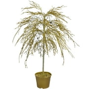 CMI 3.75' Unlit Artificial Christmas Tree Potted Gold Crystallized Glitter Mirrors and Beads