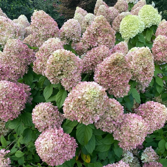Proven Winners ColorChoice 5" Powerball Panicle Hydrangea Live Plant in 4.5" Pot (4 Count)