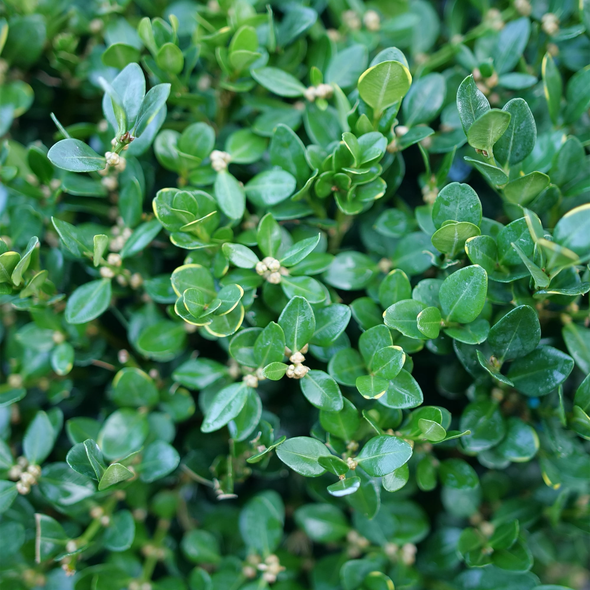 Proven Winners ColorChoice Neatball Boxwood Live Shrub (1 Gallon)