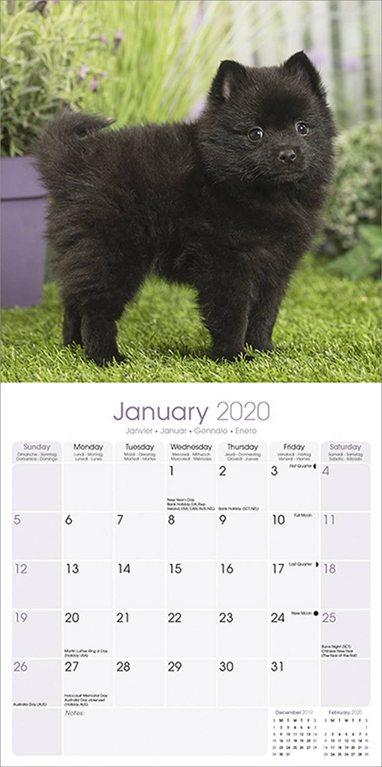 SCHIPPERKE Calendrier 2019