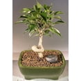 thumbnail image 2 of Oriental Ficus Bonsai Tree - Small Coiled Trunk 6 years old, 8"-10" tall Great for indoor Use, 2 of 2