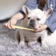 thumbnail image 3 of ColoMX Cepillo de dientes suave para mascotas, cepillo de dientes para perros y gatos, cepillo de dientes con mango largo y cabeza puntiaguda para razas pequeñas, cachorros, mascotas, cuidado bucal, 3 of 8