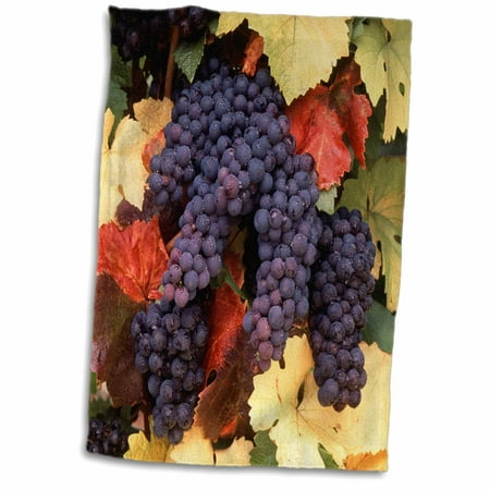 3dRose USA, Oregon, Willamette Valley, Pinot Noir Grape, close-up. - Towel, 15 by