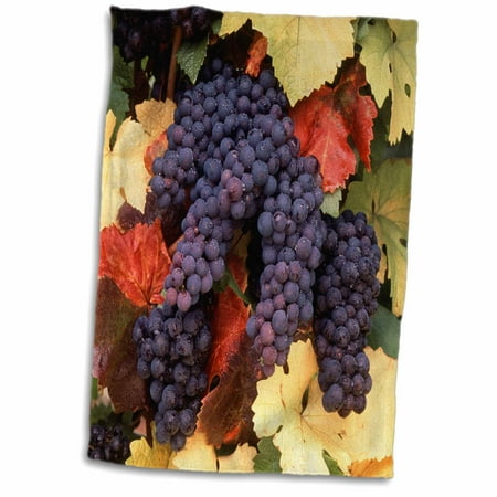 - 3dRose USA, Oregon, Willamette Valley, Pinot Noir Grape, close-up. - Towel, 15 by 22-inch