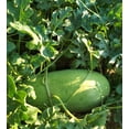 thumbnail image 6 of 50 *Seeds CHARLESTON GRAY WATERMELON Citrullus Lanatus Red Fruit Melon Seeds, 6 of 7