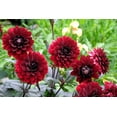 thumbnail image 3 of 20 Dwarf Mixed Colors DAHLIA Variabilis Red Skin Mix Bicolor Flower Seeds, 3 of 11