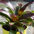 thumbnail image 3 of Altman Plants Neoregelia Gazpacho | Bromeliad Houseplant & Perennial | 4qt. Grow Pot; Indirect Light, 3 of 8