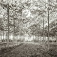 thumbnail image 2 of Frank, Assaf 26x26 Black Ornate Wood Framed with Double Matting Museum Art Print Titled - Pathway through trees in forest, AF20151226-078C01, 2 of 4