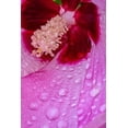 thumbnail image 2 of Jaynes Gallery 23x32 White Modern Wood Framed Museum Art Print Titled - Pennsylvania-Longwood Gardens Hibiscus flower interior, 2 of 4