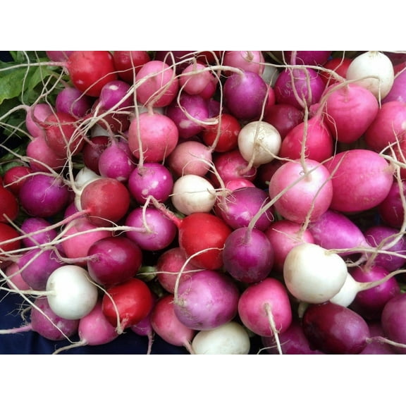 Easter Egg Radish Seeds/ Annual/ Full Sun/2800 Seeds 1 oz/ Zellajake Farm and Garden - B286
