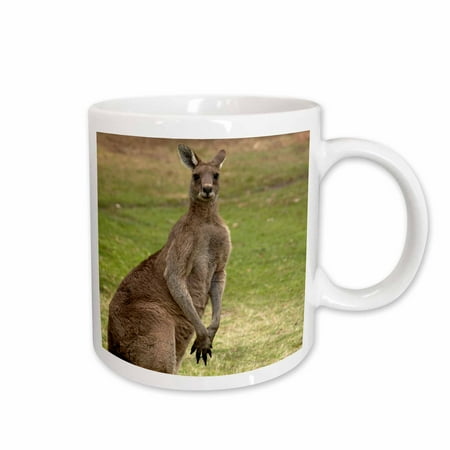 

3dRose Kangaroo Trial Bay New South Wales Australia-AU01 DWA3698 - David Wall Ceramic Mug 15-ounce