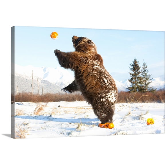 Great BIG Canvas | "Grizzly plays with pumpkins by throwing them in the air" Canvas Wall Art - 36x24