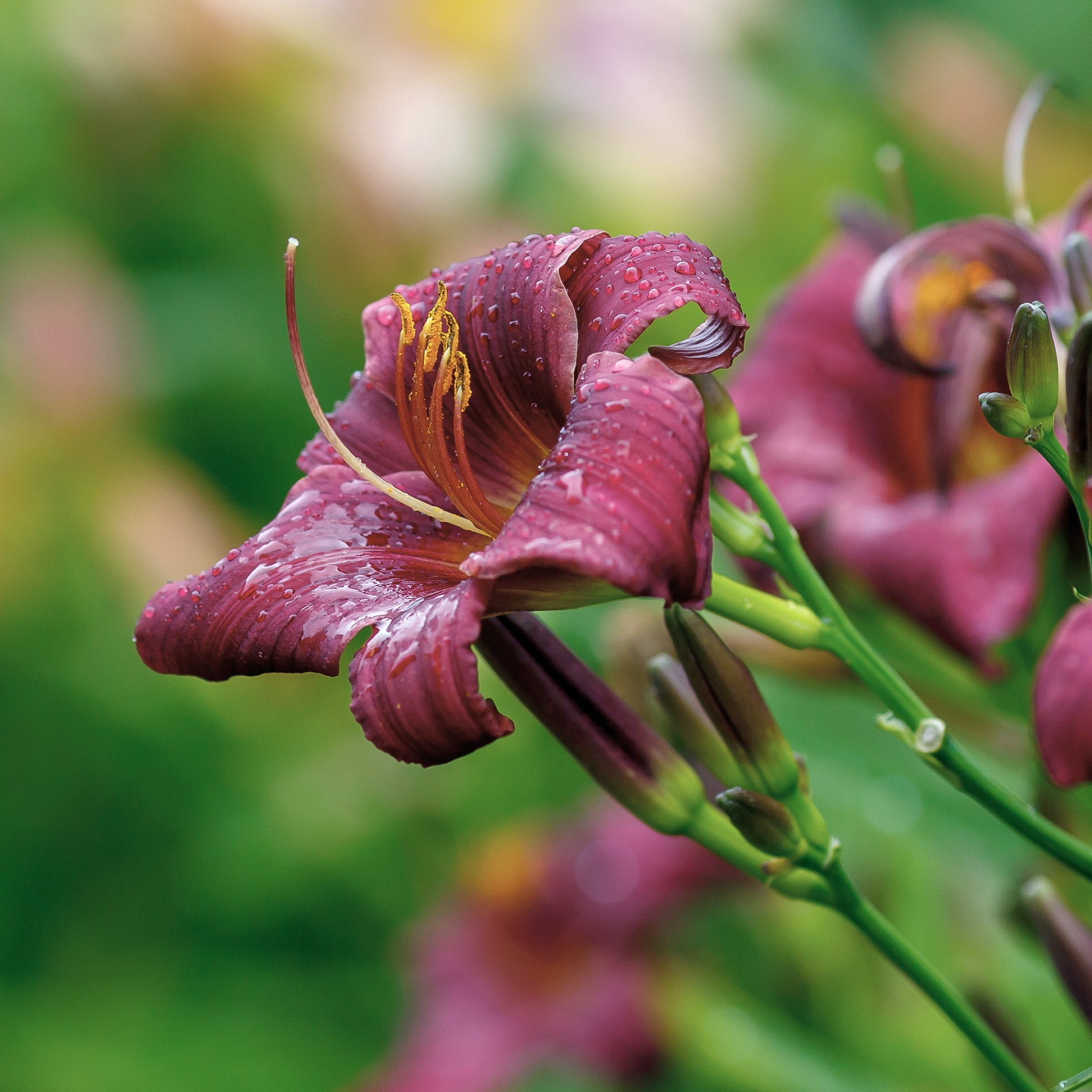 National Plant Network Bare Root Daylily Little Grapette Perennial Plant (10-Pack)