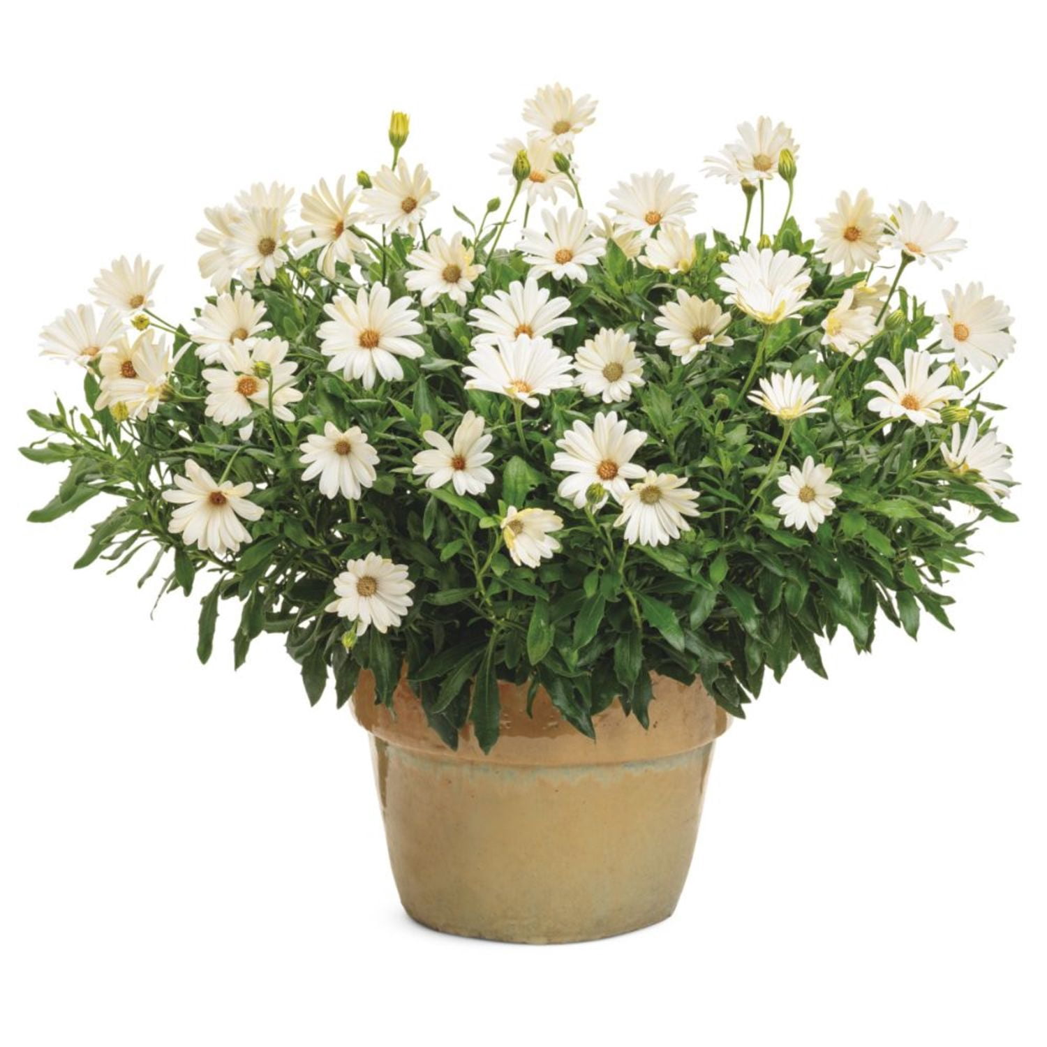 Proven Winners 4" Bright Lights White African Daisy Live Plant in 4.25" Pot (4 Count)