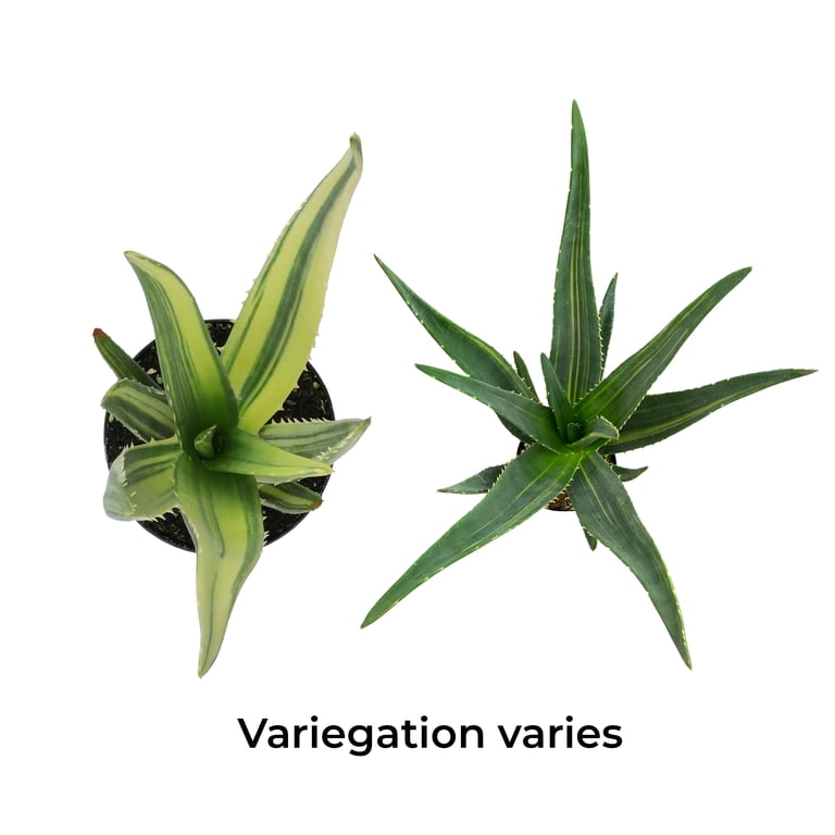 Altman Plants Variegated Rare Aloe Tree 'Hercules' Unique Succulent in 3.5"  Grower Pot - Walmart.com