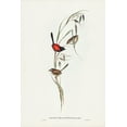 thumbnail image 2 of Gould, John 13x18 White Modern Wood Framed Museum Art Print Titled - Black-headed Wren-Malurus melanocephalus, 2 of 4