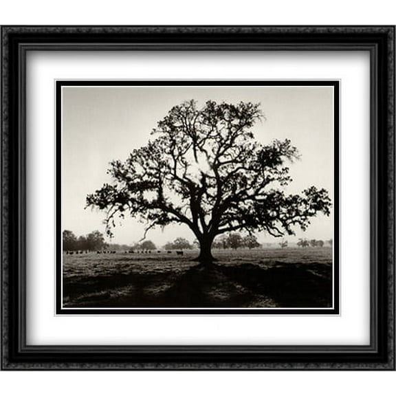 Oak Tree Sunrise 2x Matted 32x28 Large Black Ornate Framed Art Print by Adams, Ansel