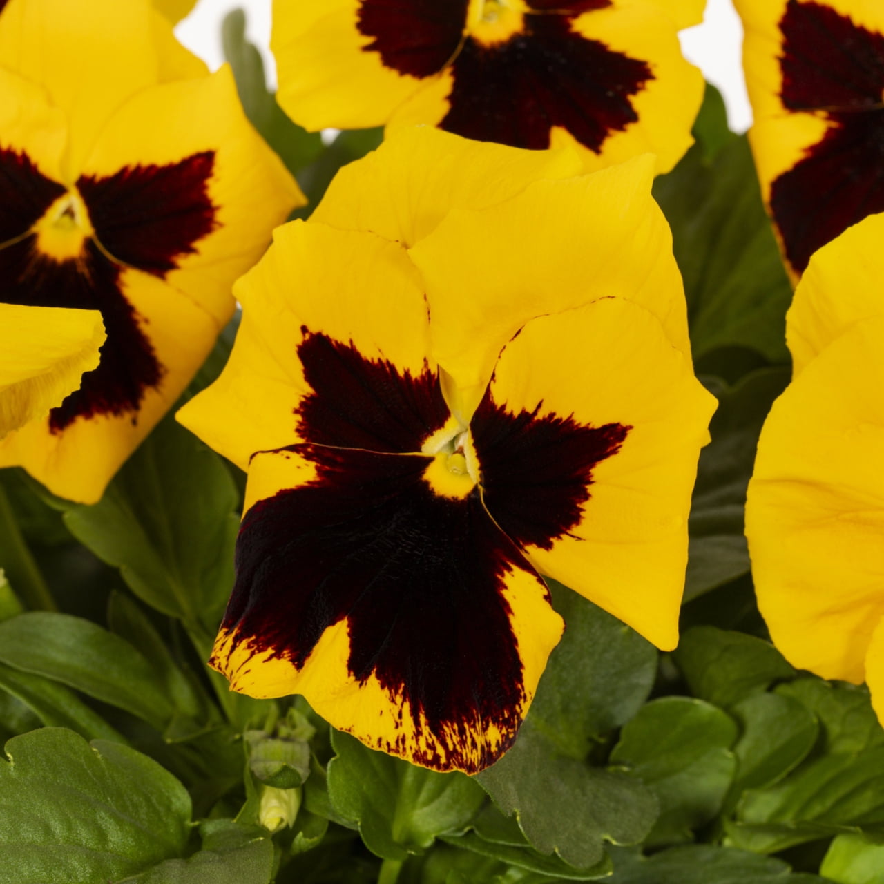Expert Gardener 2QT Yellow Blotch Pansy Live Plant Grower Pot Sun (3 Pack)