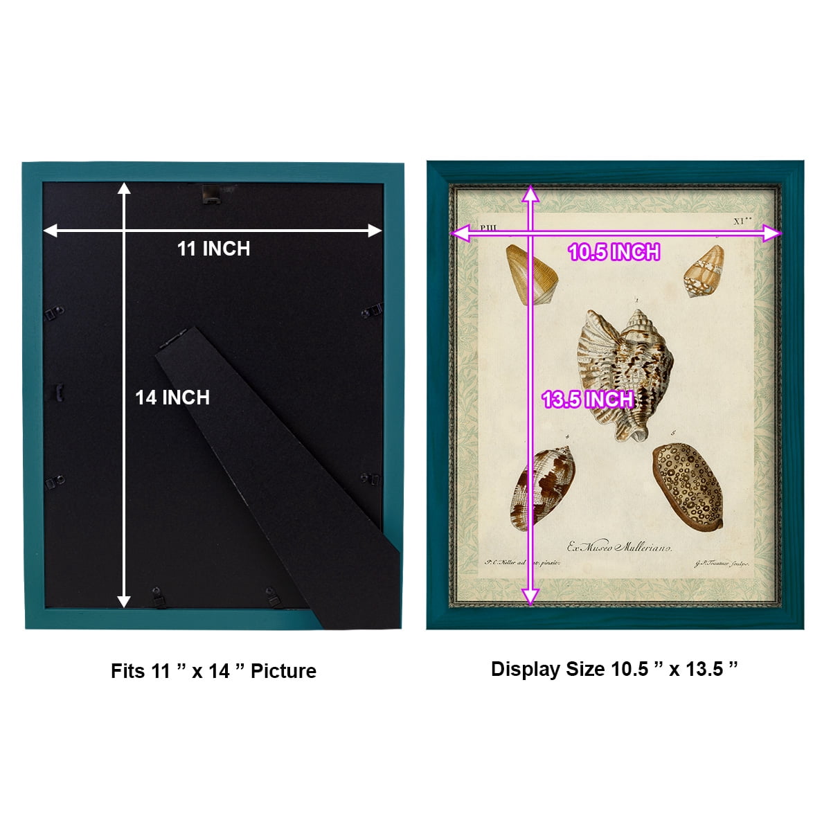Bookplate Shells II - Framed Print w/glass - Ocean Blue