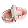 thumbnail image 4 of Dental Study Teaching Teeth Model Oral Care Tooth Education Dentist Equipment, 4 of 5