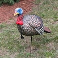 thumbnail image 2 of Mossy Oak Rowdy Jake Strut Turkey Decoy, 2 of 2