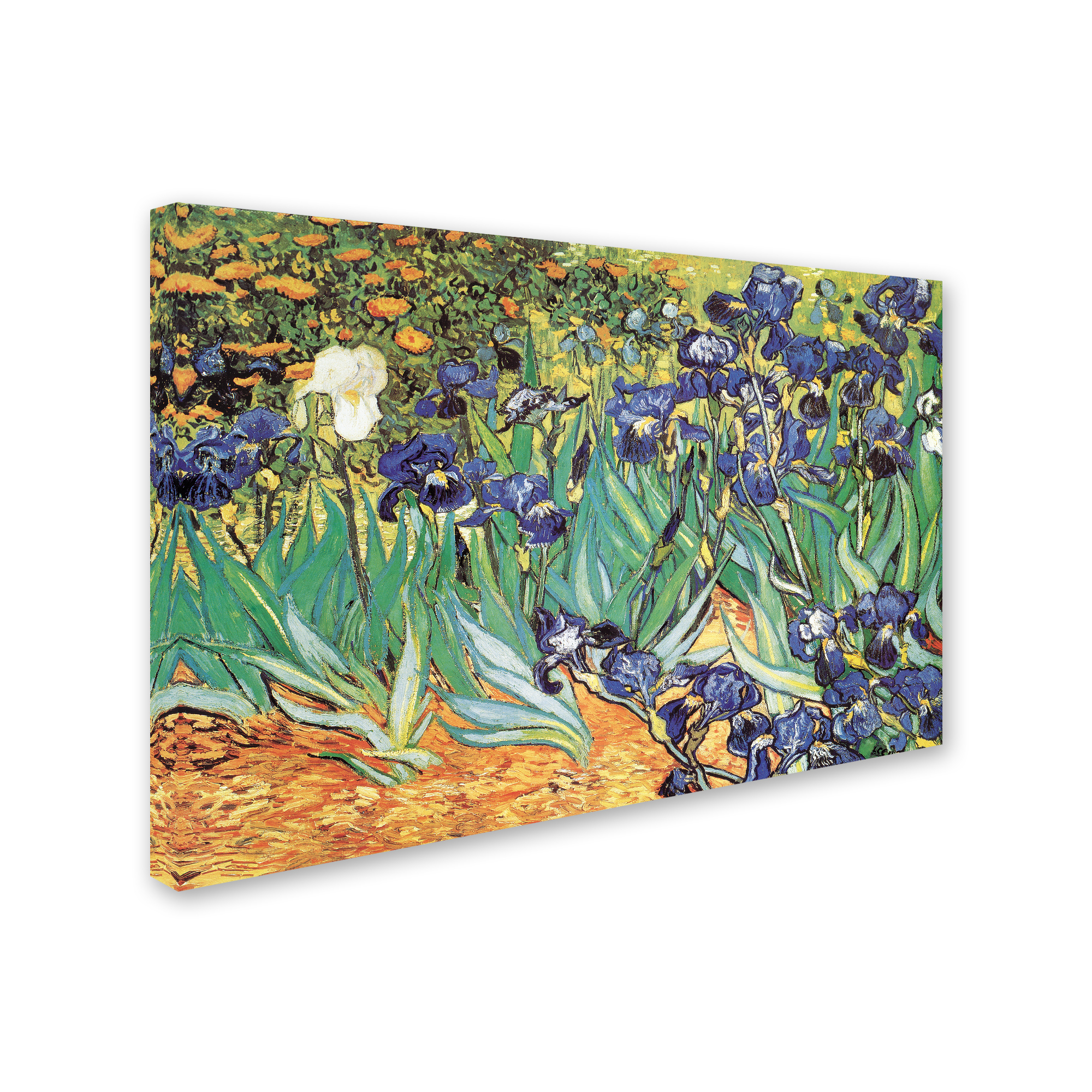 Trademark Fine Art 'Iris Garden' Canvas Art by Vincent van Gogh