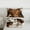 Brown Black White, variant on Homewish Highland Cow 3 Pieces Queen Comforter Set for Children Teens,Animal Print Ultra Soft Bedding Sets,Farmhouse Animal Bedding Comforter Set,Breathable Home Decor