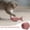 D, variant on Cat Toys for Indoor Cats, Catnip Stuffed Cotton Fish Chew Toy for Kittens, Interactive Sackcloth Grinding Toy for Dental Health,H