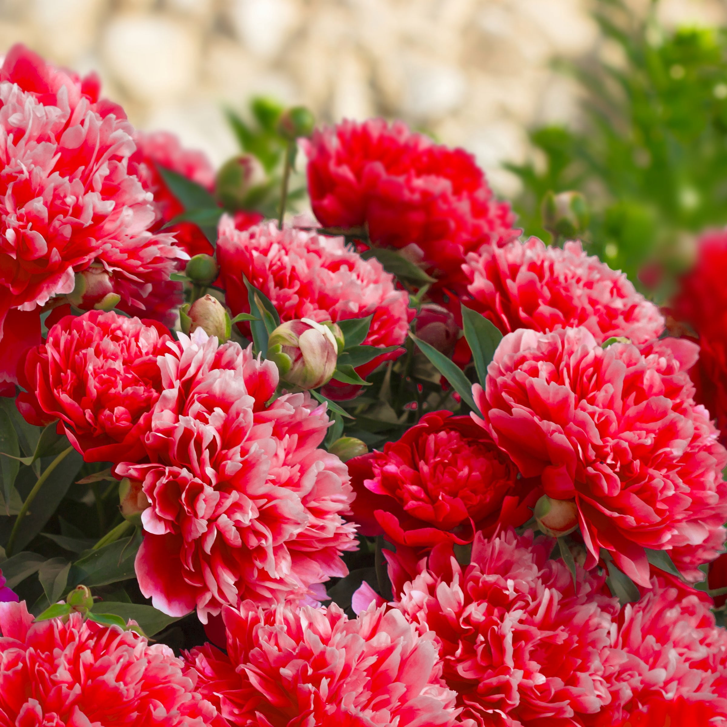 National Plant Network Peony Bulbs Red Blooming (3-Pack)