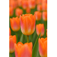 thumbnail image 3 of 10 Sunrise Dynasty Tulip Bulbs for Planting – Light Up Your Garden with These Perennial Flowers, 3 of 5