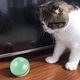 thumbnail image 3 of Pelota interactiva para gatos con luz LED, bola autogiratoria de 360 grados, juguete recargable USB para gatos, estimula el instinto de caza, gatito, divertido rodillo de persecución, juguete para mascotas MFZFUKR 220432-3, 3 of 8