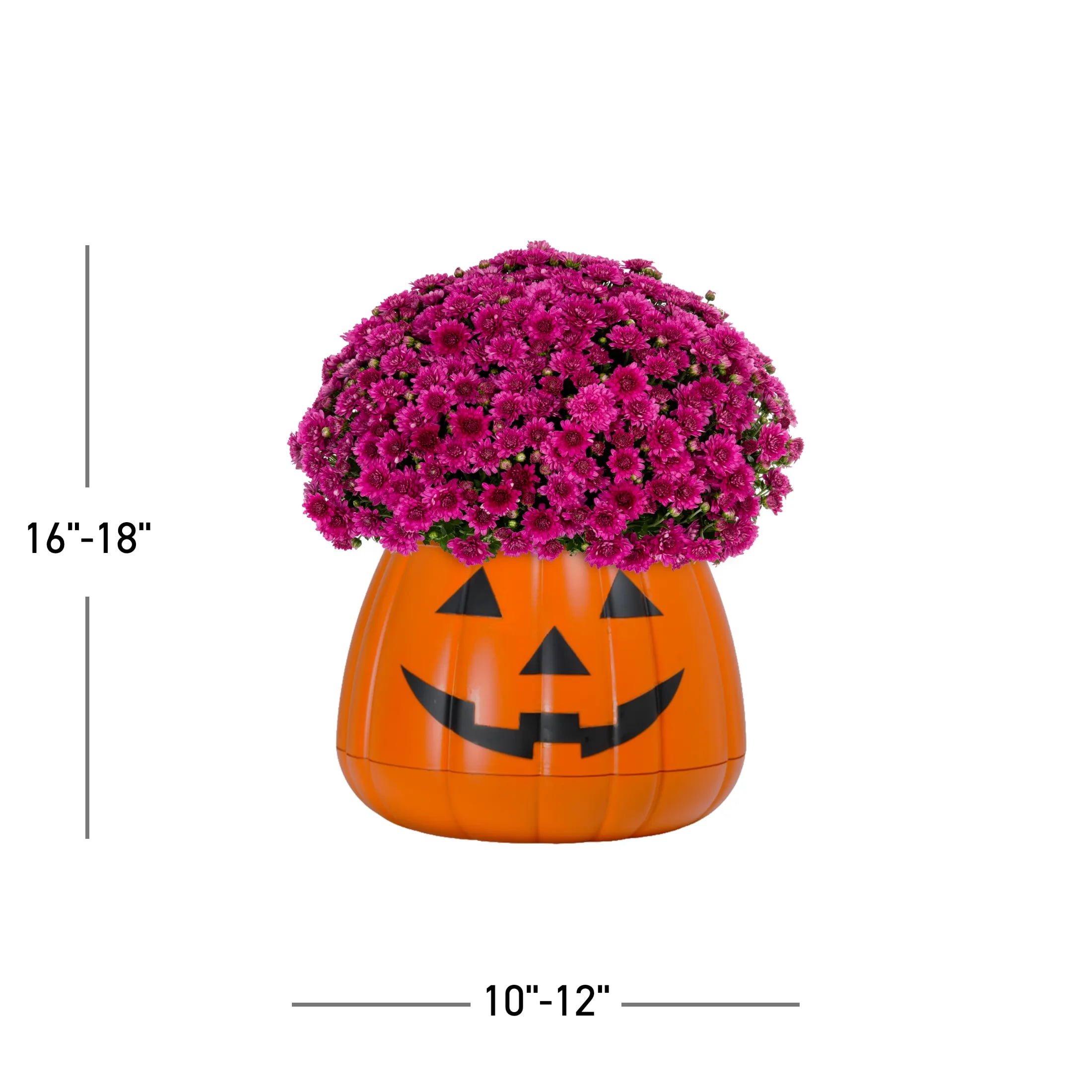 Expert Gardener 12" Purple Garden Mum Live Plant in Jack O'Lantern Planter