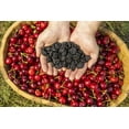 thumbnail image 4 of Sunrise Fresh Fruit Company Dried Dark Sweet Cherries | Natural Dried Sweet Cherries No-Sugar-Added | UnSweetened No Added Oil, Sugar or Preservatives,  Certified Upcycled Dried Cherries 32 Oz., 4 of 6