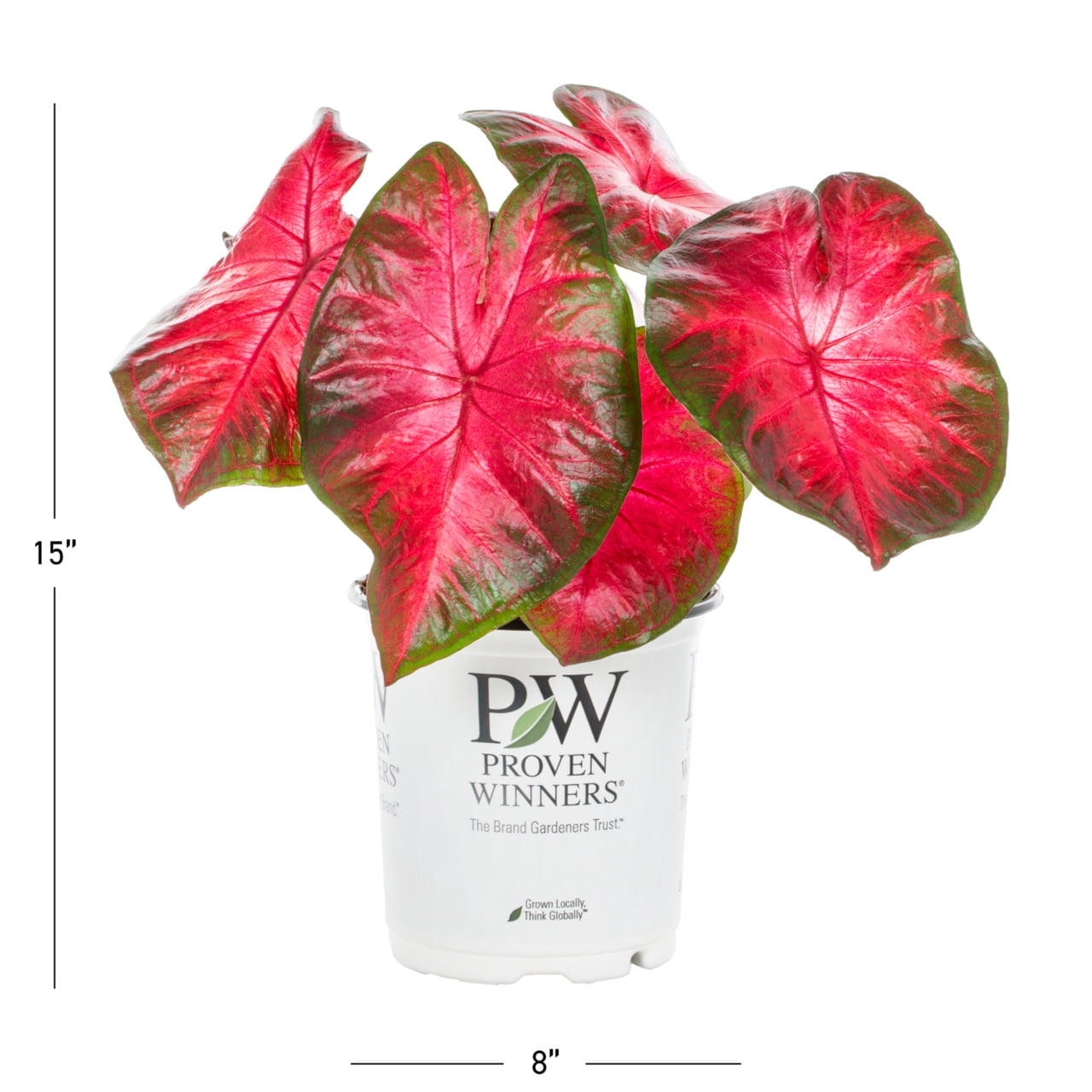 Proven Winners 2QT Multicolor Caladium Live Annual Plant Sun 3-Pack