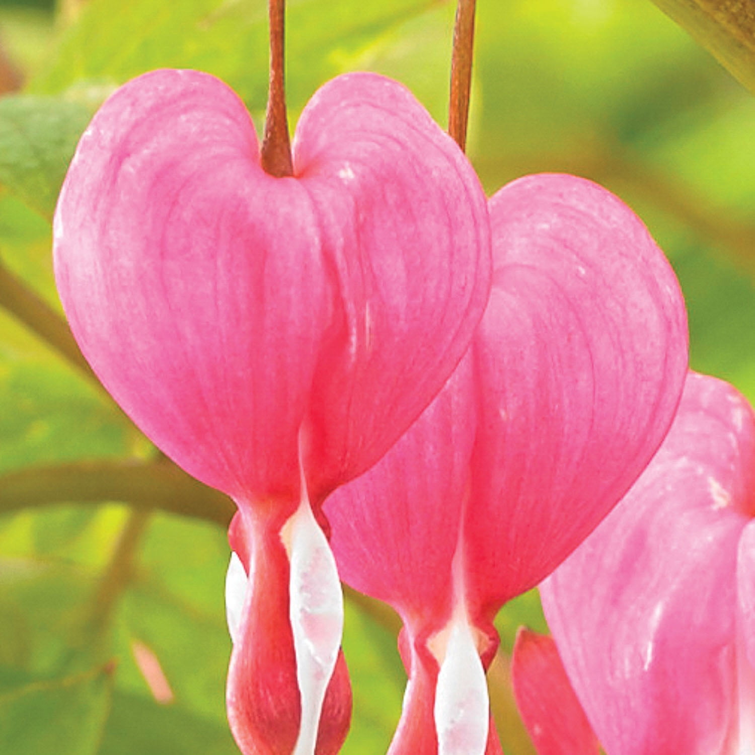 Expert Gardener Bleeding Heart Pink Dormant Bare Roots, Set of 2, Partial Sun, Perennial