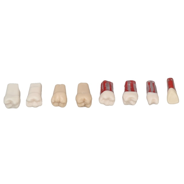 8 piezas de modelo de conducto radicular de resina para demostración realista de conducto radicular dentario para estudiantes