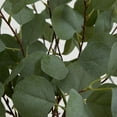 thumbnail image 3 of Nearly Natural 4ft. Artificial Eucalyptus Tree, Green, 3 of 6