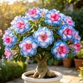 thumbnail image 2 of Premium Desert Rose For Planting-Exquisite Variegated Blossoms-Ideal for Yard & Patio Decoration(Non-Artificial), 2 of 5