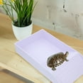 thumbnail image 4 of HAMPPLIES Plataforma Y Piscina Para De Reptiles En Plástico Multifuncional Y Portátil, 4 of 8