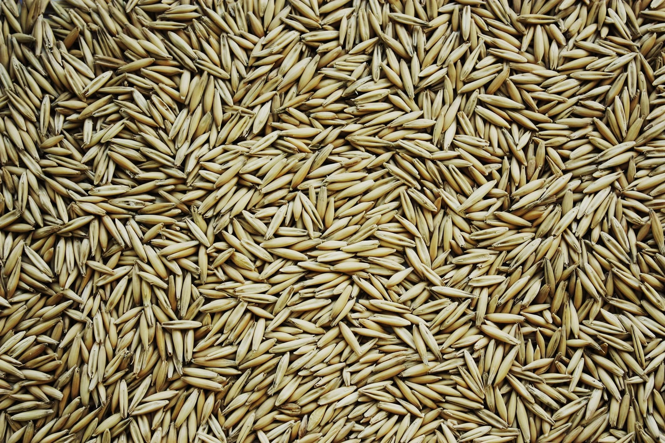 Oats Seeds for Planting - Non-GMO (22 Pounds)