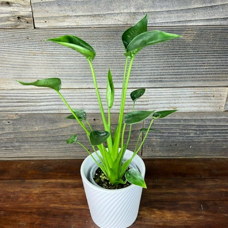 Tiny Dancer Elephant Ear-Compact Variety-Ideal for Container Gardens  6" Pot
