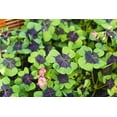 thumbnail image 3 of Iron Cross Shamrock Bulbs - 20 Bulbs to Plant - Good Luck Plant - Fast Growing Year Round Color Indoors or Outdoors - Oxalis Shamrock Bulbs - Ships from Iowa, Made in USA, 3 of 8