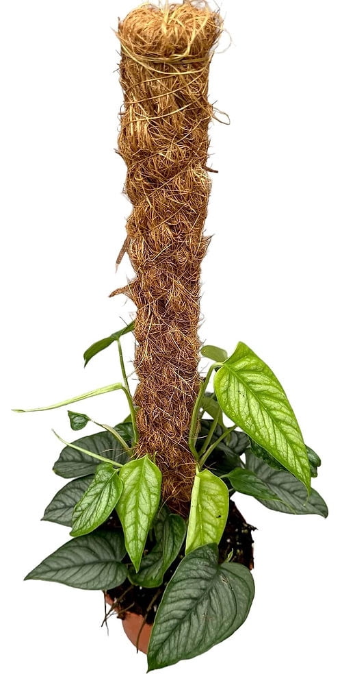 ⭐ PREMIUM Monstera Siltepecana Matuda Potting Mix - Retains Moisture and Promotes Healthy Root Growth by Gardenera - 5 Quart