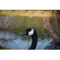thumbnail image 7 of Hi-Line Gift Standing Canada Goose Statue, Grey/Natural, 7 of 7