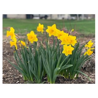  Dutch Master Daffodil 100 Bulbs - 12/14 cm Bulbs : Patio, Lawn  & Garden