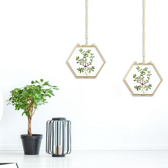 Specimen Holder,Unique Geometric Hexagonal Glass Glass Picture Frame Specimen Frame Exceptional Craftsmanship