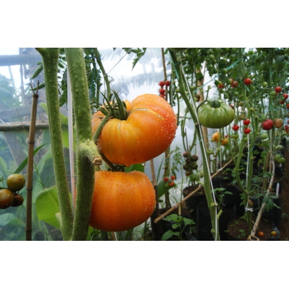 Hillbilly Tomato Plant - 2.5" Pot - Originated in Ohio!